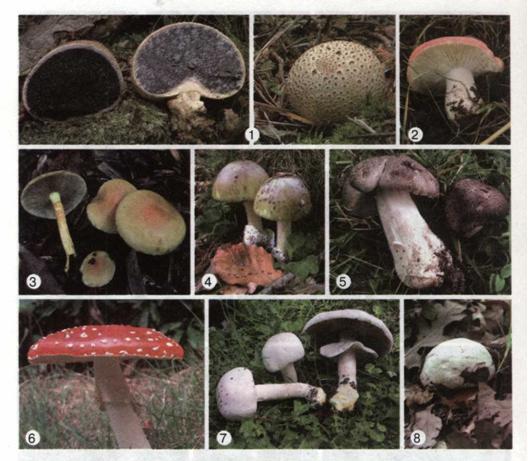 Отруйні шапкові гриби